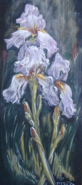 Iris amethyste flamme